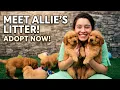 Allie s Golden Retriever Puppies Are Growing Fast