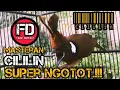 Download Lagu MASTERAN BURUNG MURAI BATU FULL CILILIN NGEROL PANJANG NGOTOT