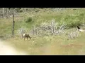 Devil s Canyon Bighorn Sheep Deaths