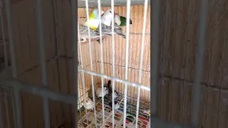 جمال الفنشات 