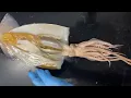 Squid Dissection 2023 Marine Biology Jamisyn Albin