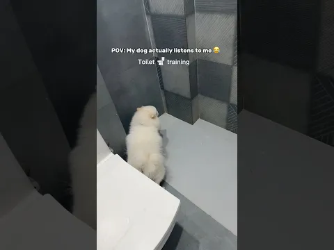 My Dog, actually understand what I am saying👏😅 #toilettraining #dog #dogmom  #chikusdodo #shorts