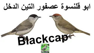 صوت ابو قلنسوة عصفور التين الدخل Song Blackcap Redcap 