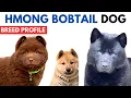 Hmong Bobtail Dog Breed History - Price