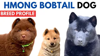 Hmong Bobtail Dog Breed History - Price