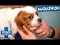 Best Of Bondi Vet Season 1 Marathon Episodes 4 to 6