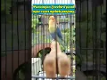 Download Lagu PASTI NYAUT !!! Pancingan Lovebird paud agar cepat ngekek panjang #videoshorts #lovebirdpaud