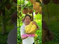 Download Lagu DURIAN APA INI KOK POHONYA SEPERTI ITU/PETIK LANGSUNG DIMAKAN