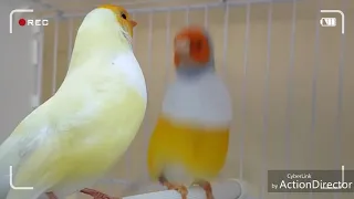 تزاوج طائر الجولديان فينيش بطقوس غريبة و لله في خلقه شؤون 