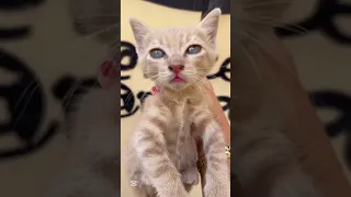Girl kindness feeds a whole street of stray cats in Turkey 