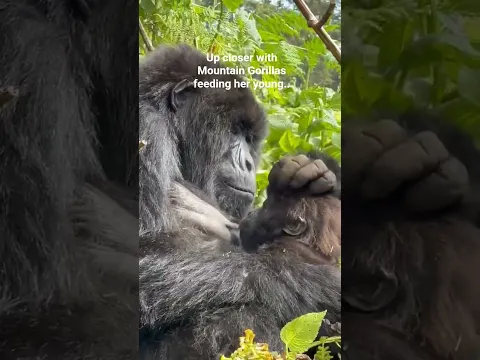 What a moment of Gorilla mom feeding her baby