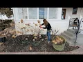 3 Pruning Chores Hellebores Shrub Roses Panicle Hydrangeas Garden Answer