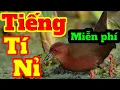 Download Lagu Tiếng Chim Mắt Đỏ Tí Nỉ 2021 Bản Siêu Ăn Chim Mới Nhất Hay Nhất Free Cho Tất Cả Anh Chị Em