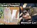 What Really Happens at a Cat Show San Diego CFA The Cat Butler