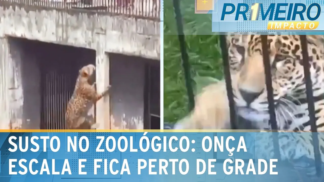 Zoológico faz mudanças após onça escalar parede e ficar perto de grade | Primeiro Impacto (01/01/24)