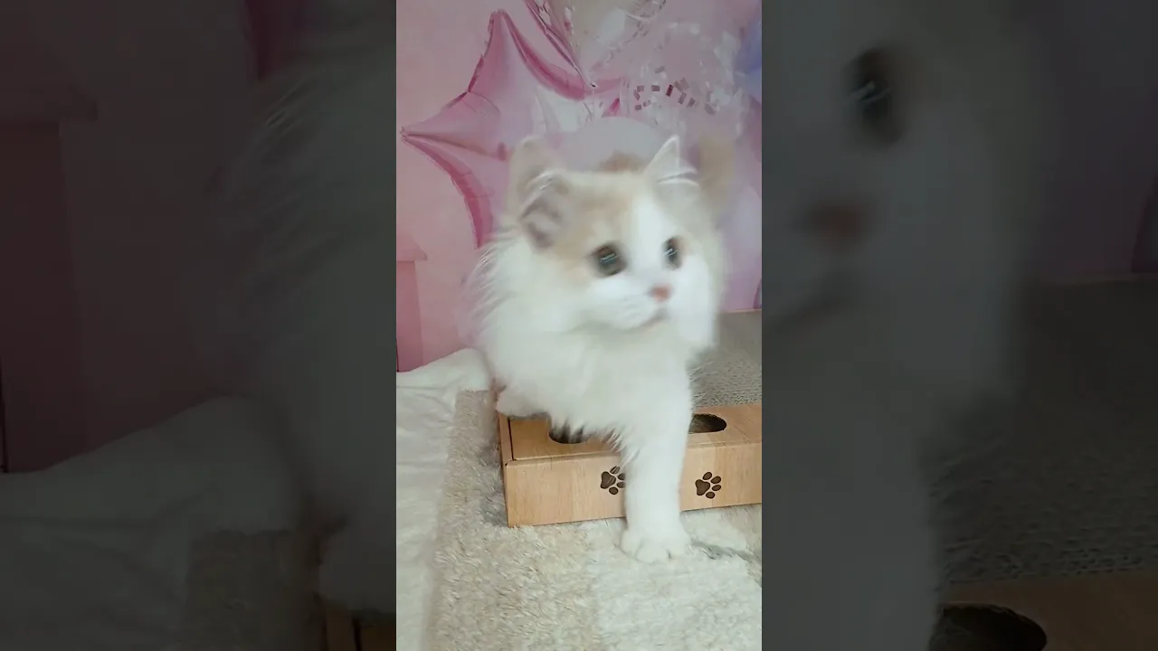 動画