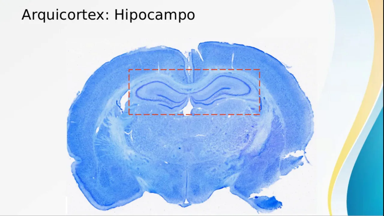Tejido nervioso 5: Cortezas (Parte 2 - C, Cerebral) - Neurobiología