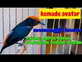 Download Lagu KEMADE KEPALA MERAH GACOR|| KEMADE AVATAR gaxor untuk pancingan