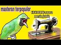 Download Lagu masteran terpopuler CUCAK IJO suara mesin jahit