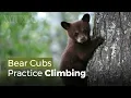 Baby Bears Climb Trees