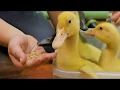 What do ducks eat