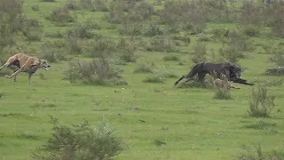 galgos y liebres 2023