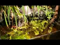 New Aquarium Plant From Lowe s Home Improvement