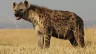 صوت الضبع   أصوات للمونتاج    الحلقة   دندنها