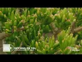 RnB Planting Playlist - Watering my Plants | Play this Playlist Ep. 21