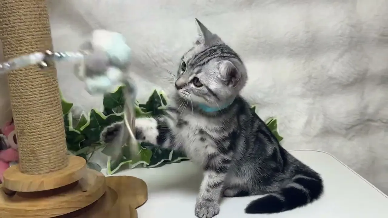 動画