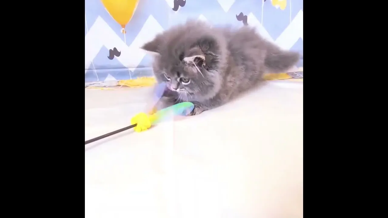 動画