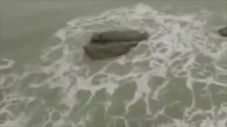 sereias reais capturadas em video