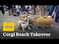 Corgi Beach Takeover in Seaside Oregon