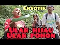 Ular terdeteksi oleh Mata Elang / mata Suwa P di rerimbunan dedaunan hijau !!