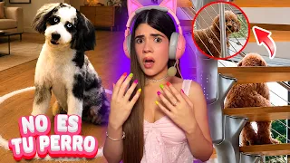 Si tu PERRO HACE ESTO quizá no sea REALMENTE TU PERRO 😨⚠️ | Ani Cat😻