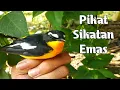 Download Lagu 🔴Pikat sikatan emas - suara pikat sikatan emas - masteran sikatan emas