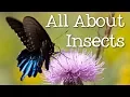 All About Insects for Children Bees Butterflies Ladybugs Ants and Flies for Kids - FreeSchool