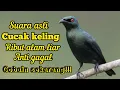 Download Lagu SUARA PIKAT DAN MASTERAN CUCAK KELING RIBUT ALAM LIAR MP3