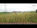 Download Lagu TERLAMBAT SUDAH   ICHA KISWARA   OM SAVANA SAKJOSE TAK BERDAYA   TIARA AMORA   OM SAVANA SAKJOSE !!!