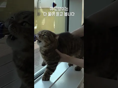 이 고양이는 다 물어 뜯고 봅니다