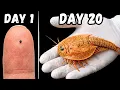I Hatched 200-Million-Year-Old Pet Fossils