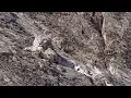 The Race to Find the Mysterious Snow Leopard Snow Leopard Beyond the Myth BBC Earth