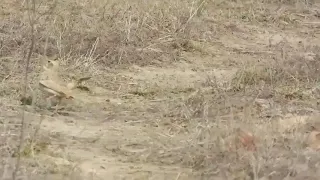 تغريد ذكر طائر القبره المتوجه 