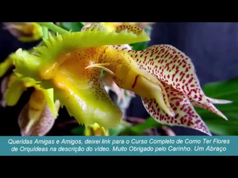 APRENDA COMO CULTIVAR ORQUÍDEAS CATASETUM FIMBRIATUM
