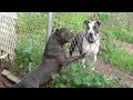 American Bully VS Blue Nose Pitbull