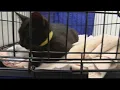 P E T S Clinic of Amarillo working to meet demand for low-cost vet care