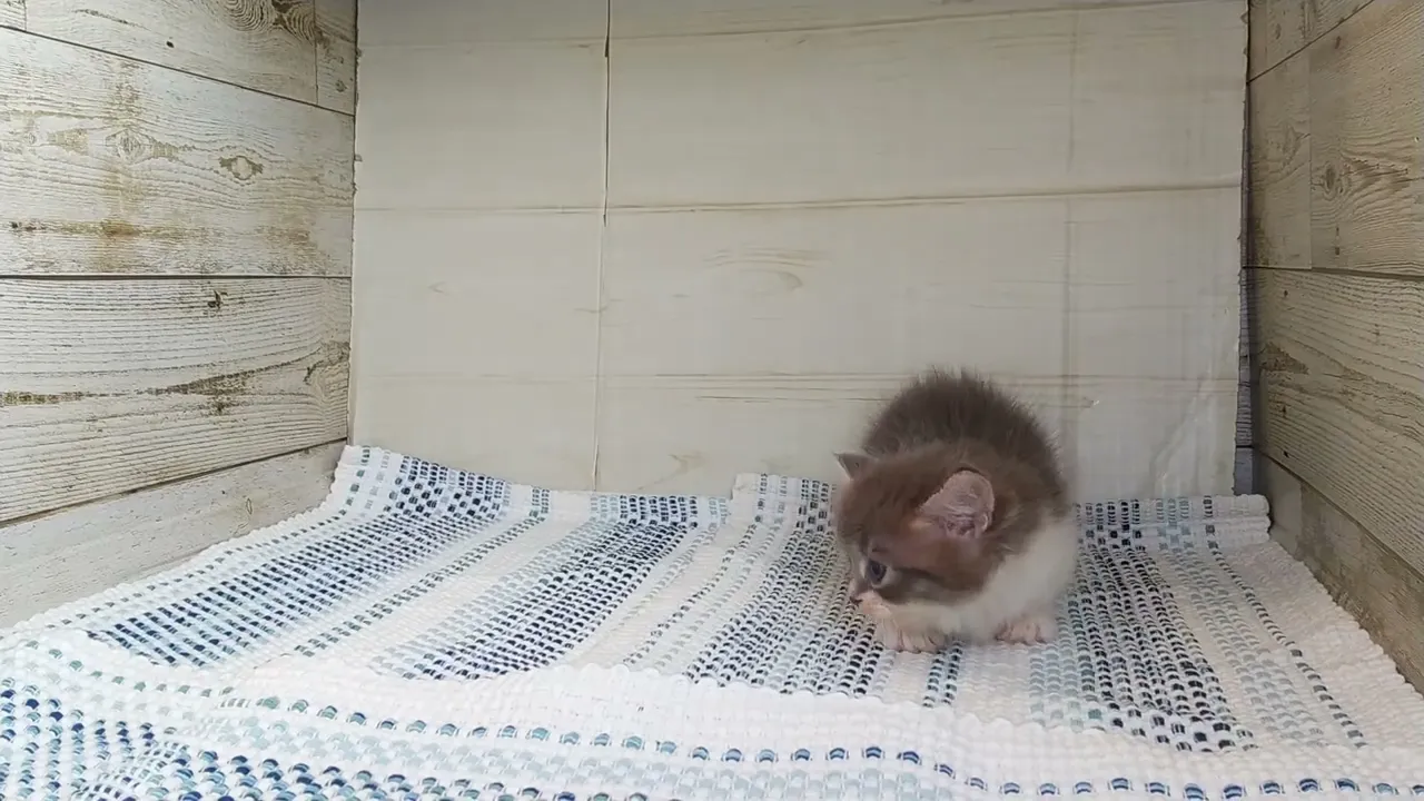 動画