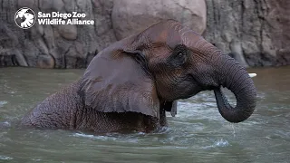 Meet The Herd: Khosi | San Diego Zoo Safari Park