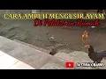 Download Lagu CARA AMPUH MENGUSIR AYAM||DI PELATARAN RUMAH