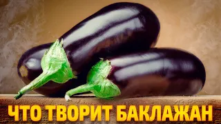 Даже один БАКЛАЖАН может вызвать НЕОБРАТИМЫЕ ПРОЦЕССЫ в организме | Смотри и Знай